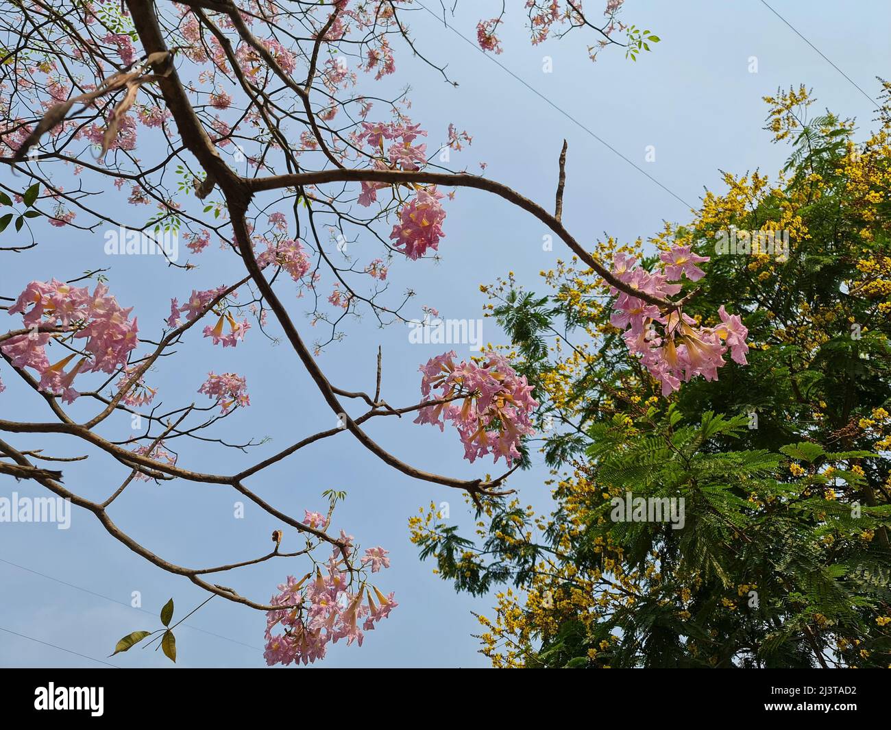 Rosa Tabebuia rosea Baum mit Blumen in voller Blüte zusammen mit gelben Kupfer Hülsen Blumen auf dem Eastern Express Highway in Mumbai, Vikhroli Gegend oppos Stockfoto