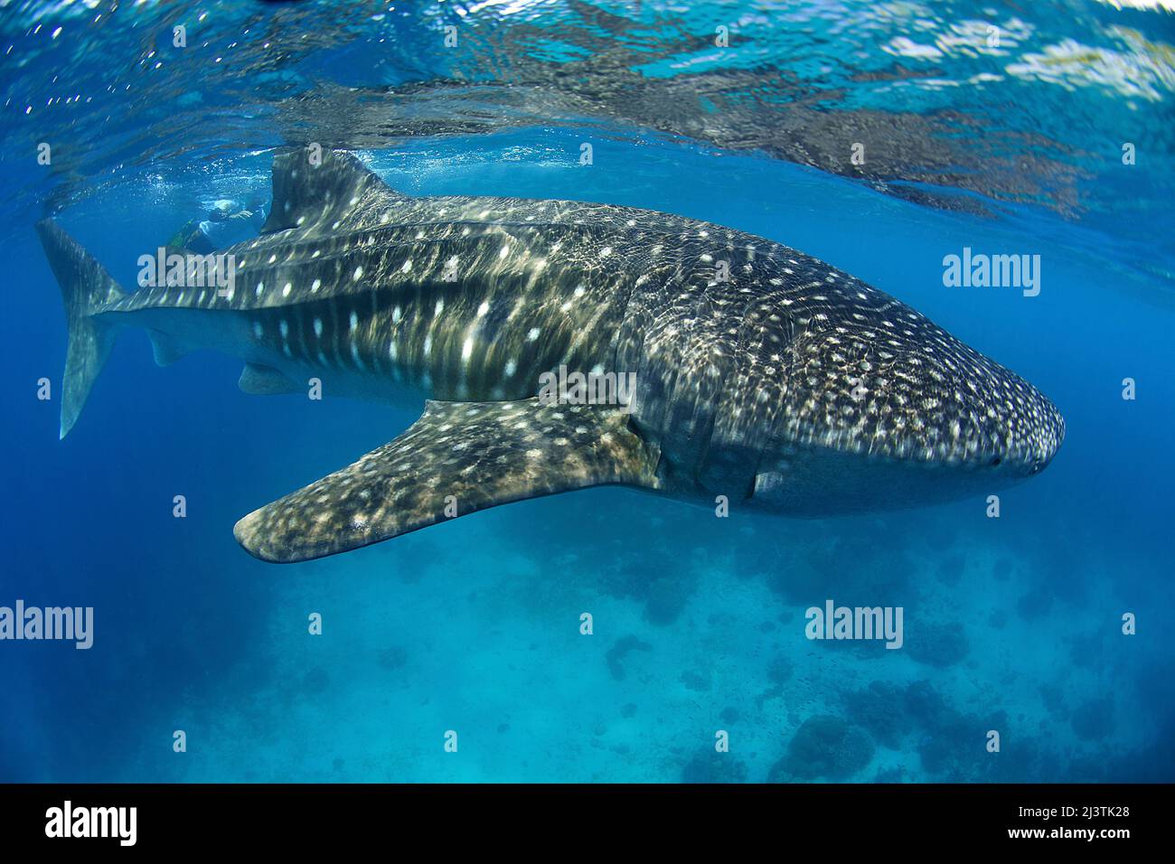 Walhai (Rhincodon typus), größter Fisch der Welt, Ari-Atoll, Malediven, Indischer Ozean, Asien Stockfoto