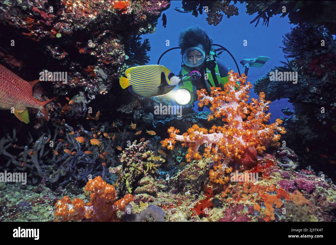 Tauchen Sie in einem farbenfrohen tropischen Korallenriff, weiche Korallen (Dendronephthya sp.), Kaiser Angelfisch (Pomacanthus Imperator), Ari Atoll, Malediven Stockfoto
