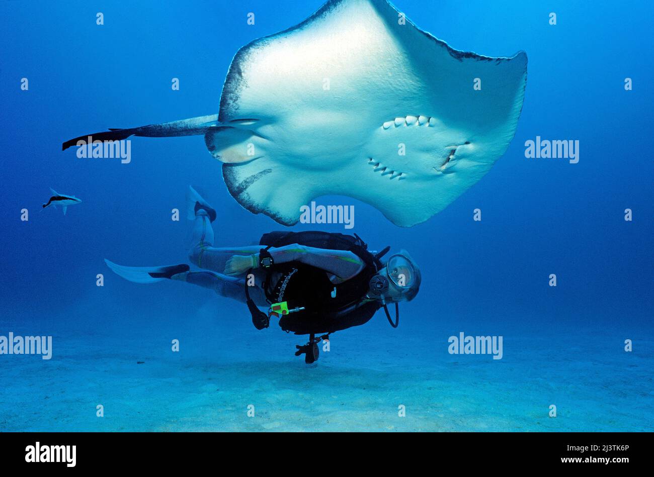 Taucher, der einen Stachelschwanzrochen (Taeniura meyeni), Ari-Atoll, Malediven, Indischer Ozean betrachtet Stockfoto