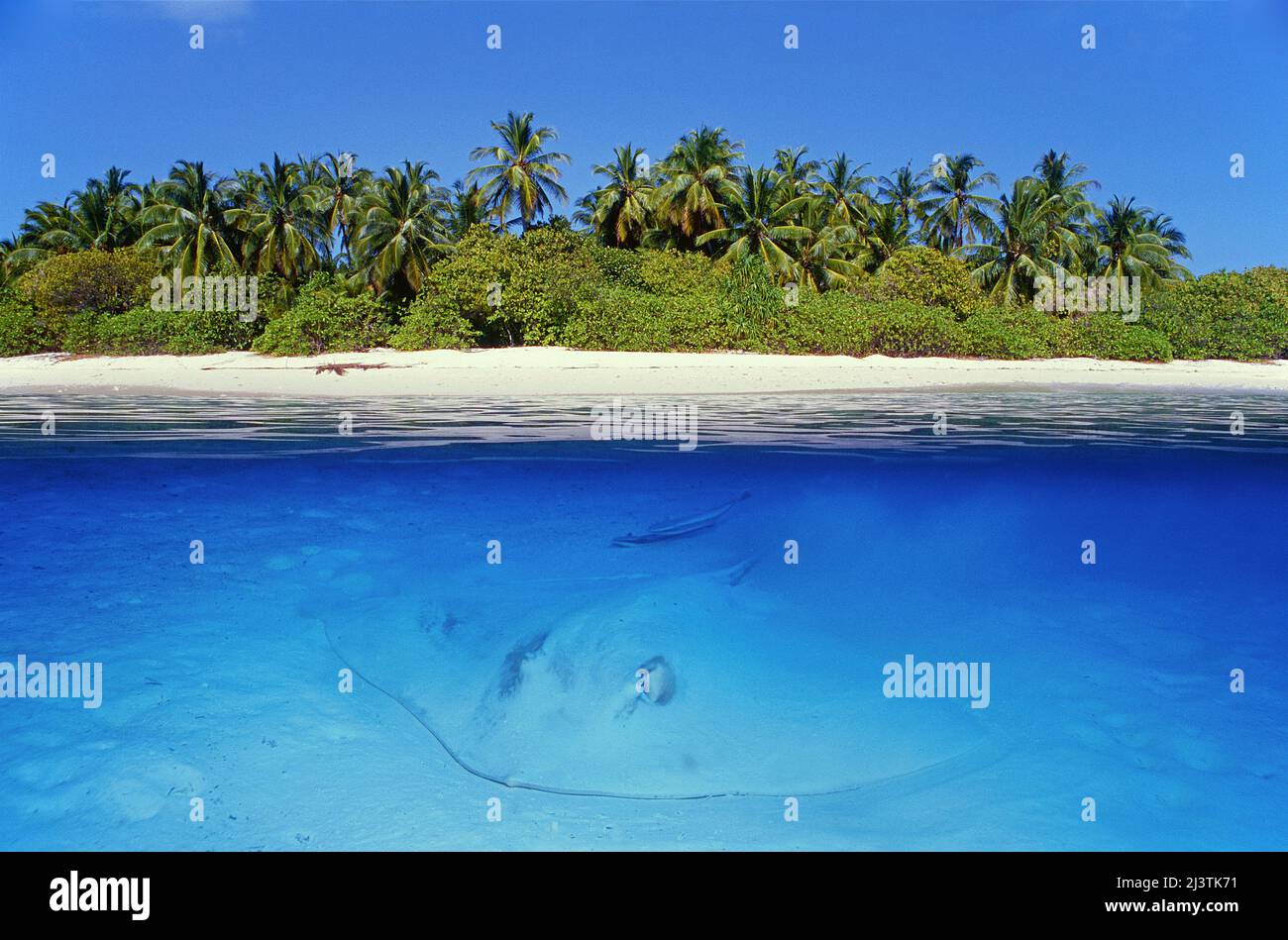 Geteiltes Bild, über unter, Jenkins whipray (Himantura jenkinsii) in der Lagune einer maledivischen Insel, Ari Atoll, Malediven, Indischer Ozean, Asien Stockfoto