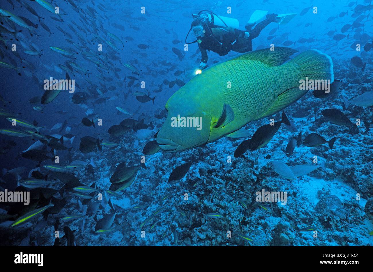 Taucher, der einen Napoleon Wrasse (Cheilinus undulatus), Ari Atoll, Malediven, Indischer Ozean, Asien betrachtet Stockfoto