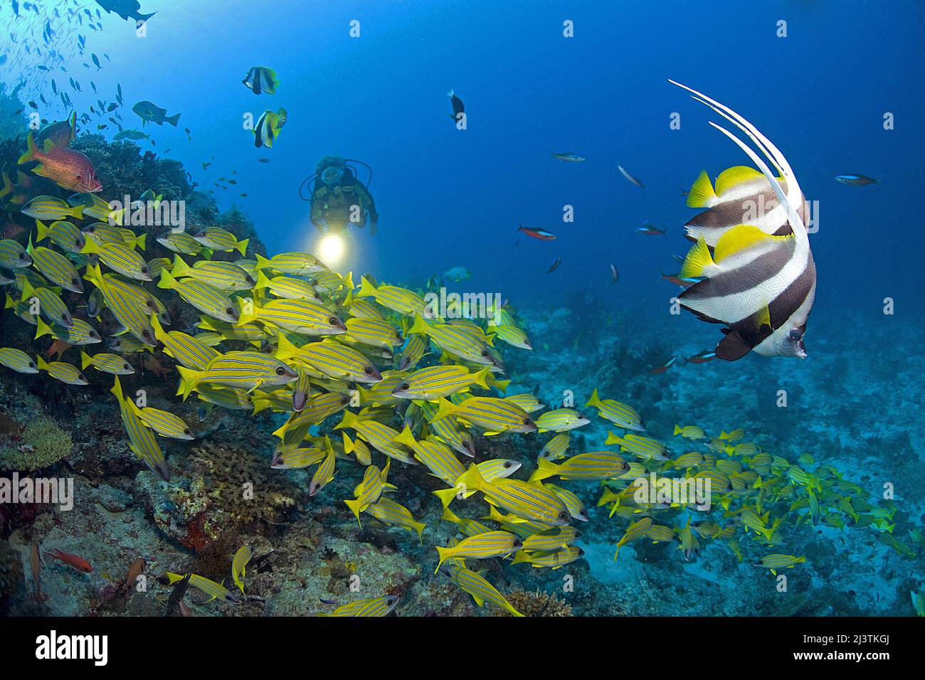Tauchen Sie in einem farbenfrohen Korallenriff mit Bannerfischen (Heniochus diphrutes) und Bluestripe Snappers (Lutjanus asmira), Süd-Male-Atoll, Malediven Stockfoto