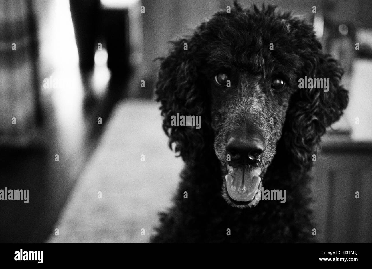 Bella, der schwarze Pudel Stockfoto