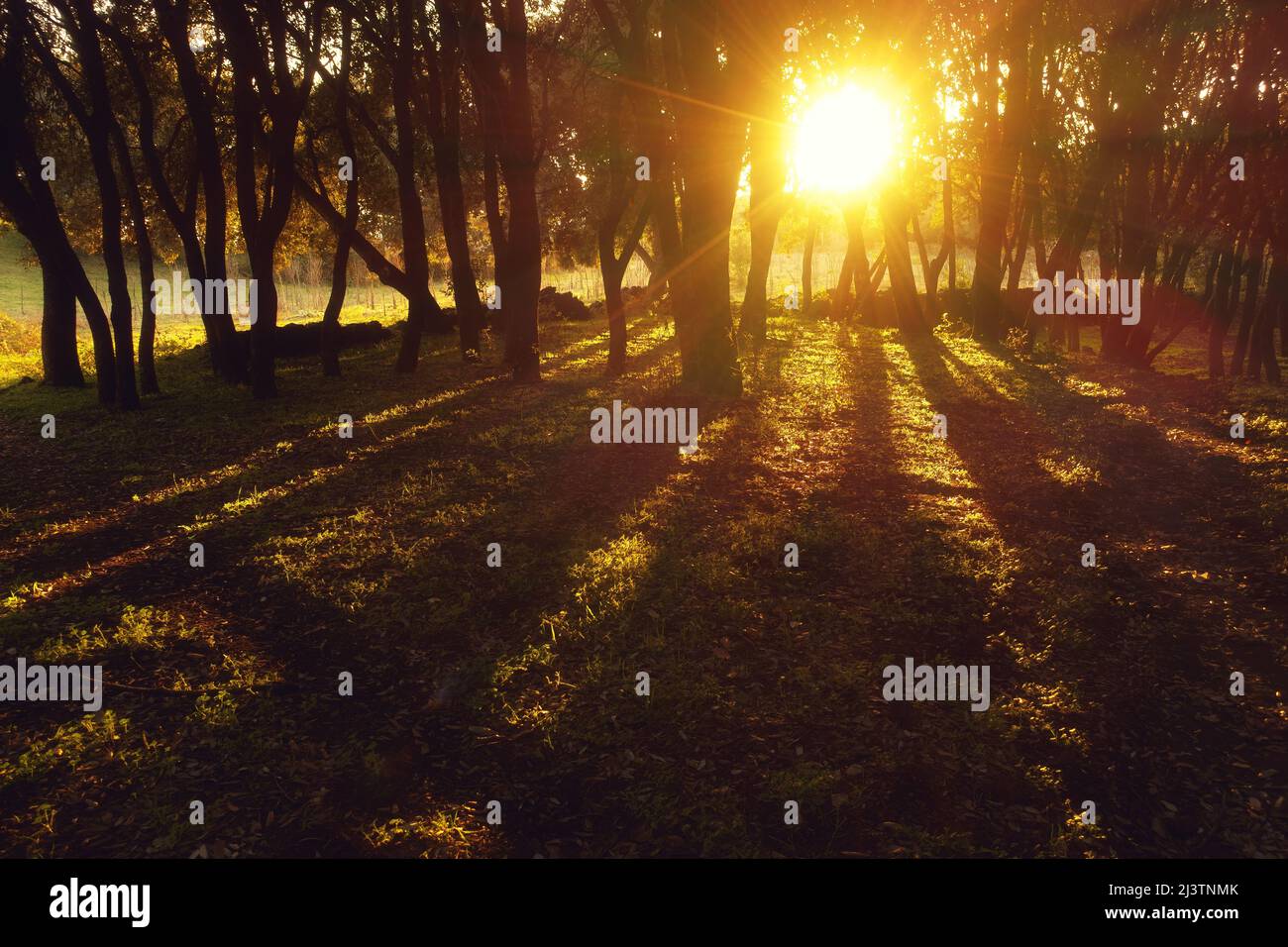 Roter Sonnenuntergang Sonne Strahlen Bäume Stockfoto