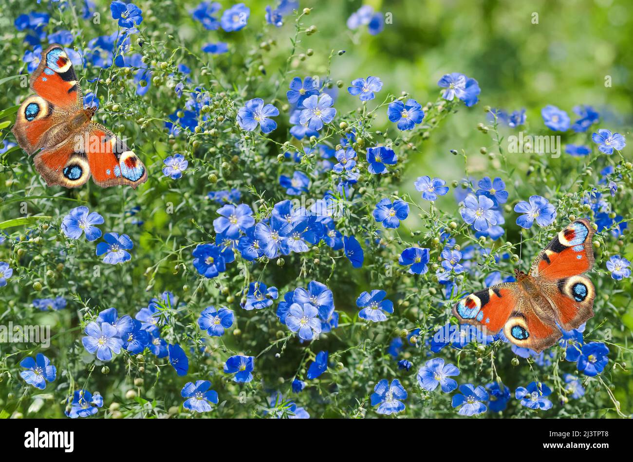 Natürlicher Sommerhintergrund mit blauen Flachsblüten und bunten Schmetterlingen. Selektiver Fokus Stockfoto