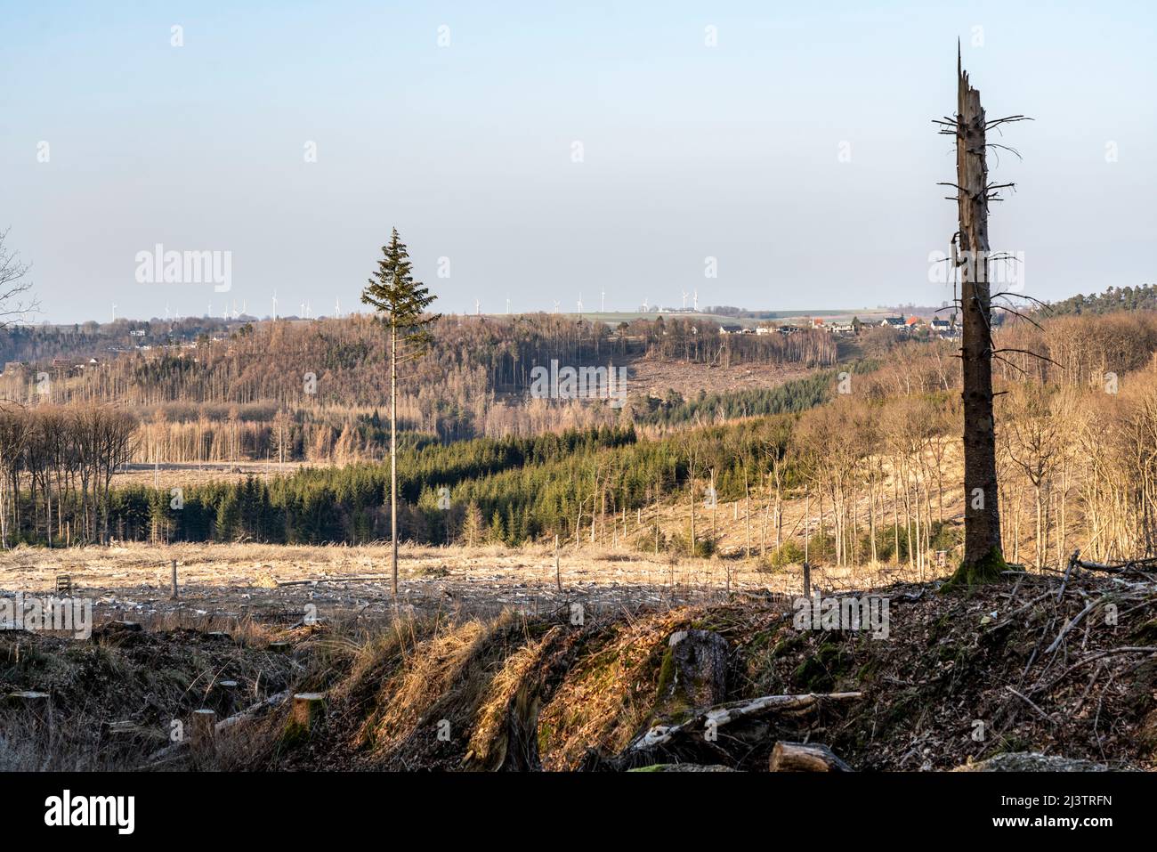 Gerodetes Waldgebiet nördlich des Ortes Hirschberg, Kreis Soest, abgestorbene Fichtenbestände wurden gefällt, tote Bäume durch Borkenkäfer fallen, Arn Stockfoto