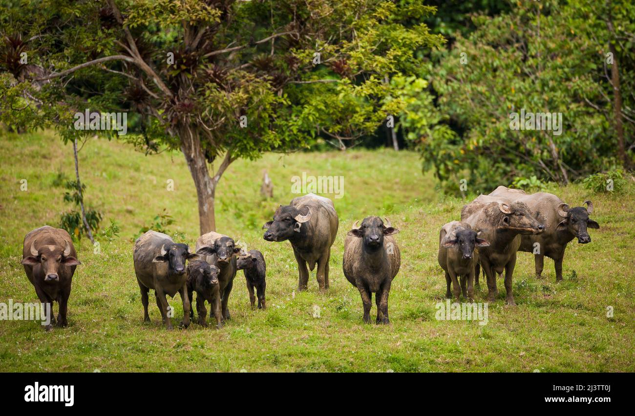 Eine Herde Wasserbüffel in der Nähe von Coclesito, Provinz Cocle, Republik Panama, Mittelamerika. Stockfoto