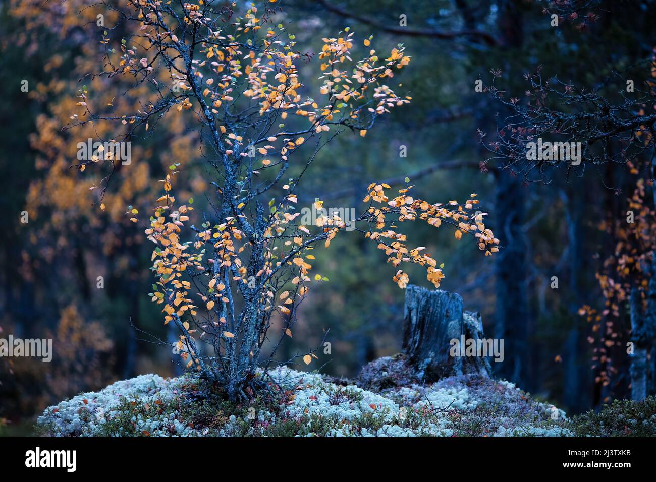 Magischer Herbstwald nach Regen mit Pflanzen und Bäumen bedeckt mit Wassertropfen, weicher Fokus Stockfoto