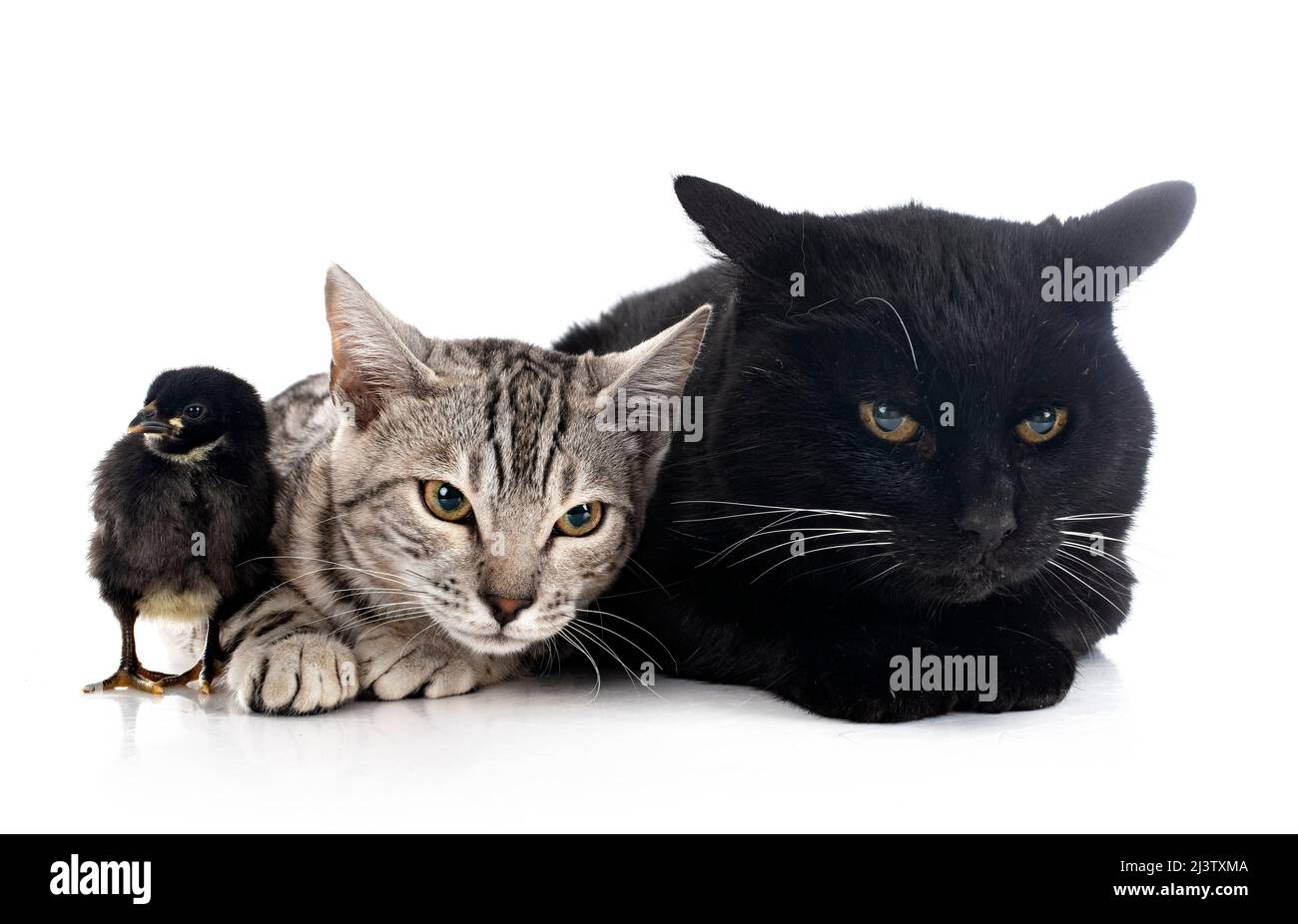 Zwei Katzen und Küken vor weißem Hintergrund Stockfoto