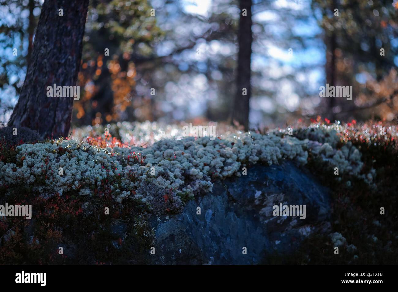 Magischer Herbstwald nach Regen mit Pflanzen und Bäumen bedeckt mit Wassertropfen, weicher Fokus Stockfoto