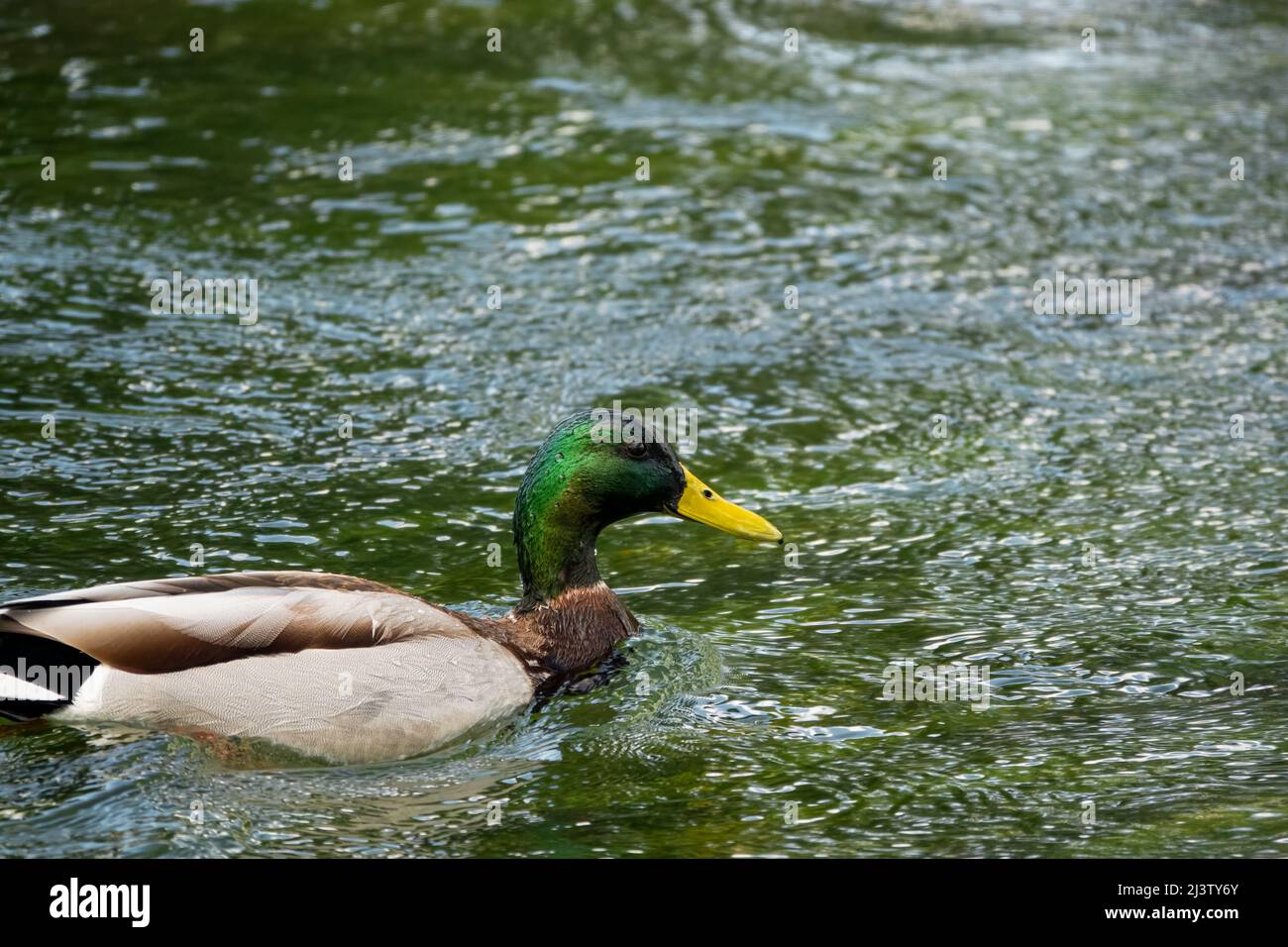 mallard-Ente (Anas platyrhynchos) paddeln auf dem klaren Wasser des wiltshire-Flusses avon Stockfoto