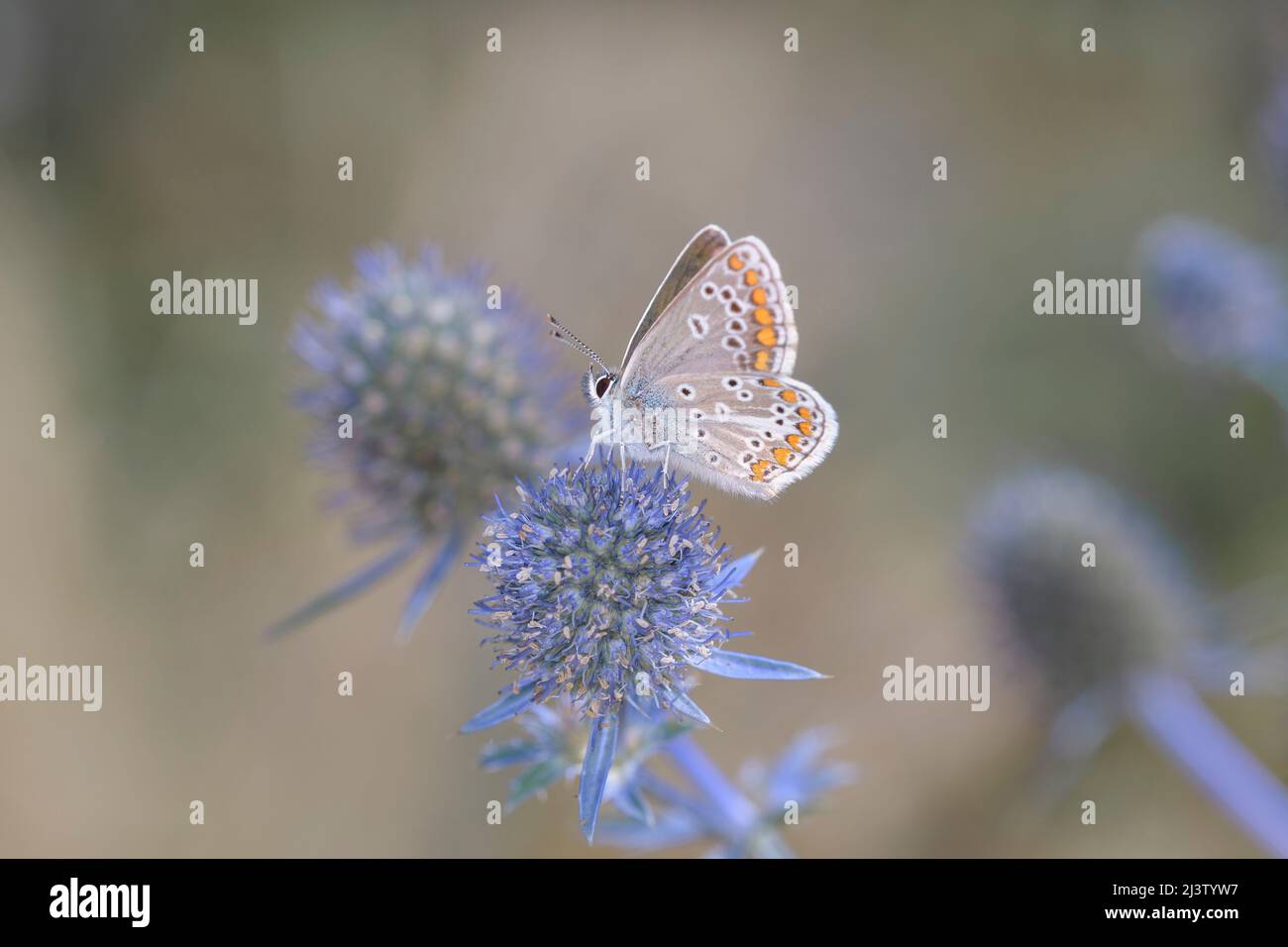 Brauner Argus - Aricia agestis - ruht auf einer Blüte von Eryngium planum, dem blauen Eryngo oder flachen Seetaucher Stockfoto
