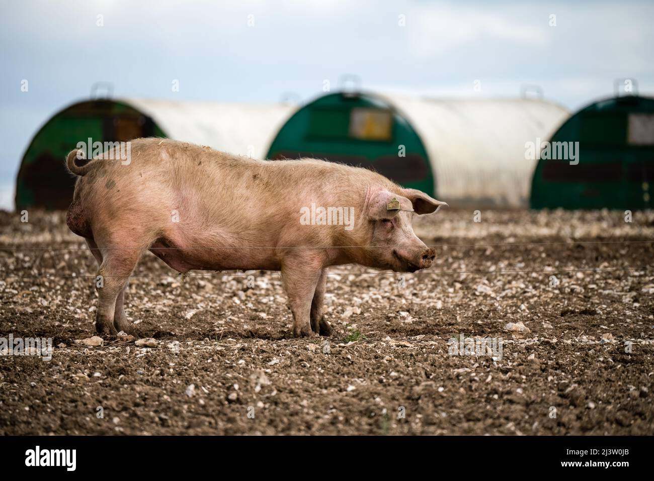 Freilandiges dänisches Landrassen-(Sus scrofa domesticus)-Schwein an einem sonnigen Tag im großen Maßstab Stockfoto