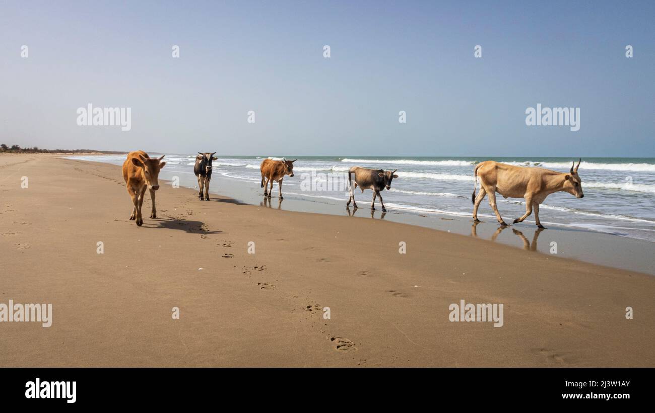 Wandernde Kühe am leeren Batukunku-Strand in Gambia an der Westküste Afrikas Stockfoto