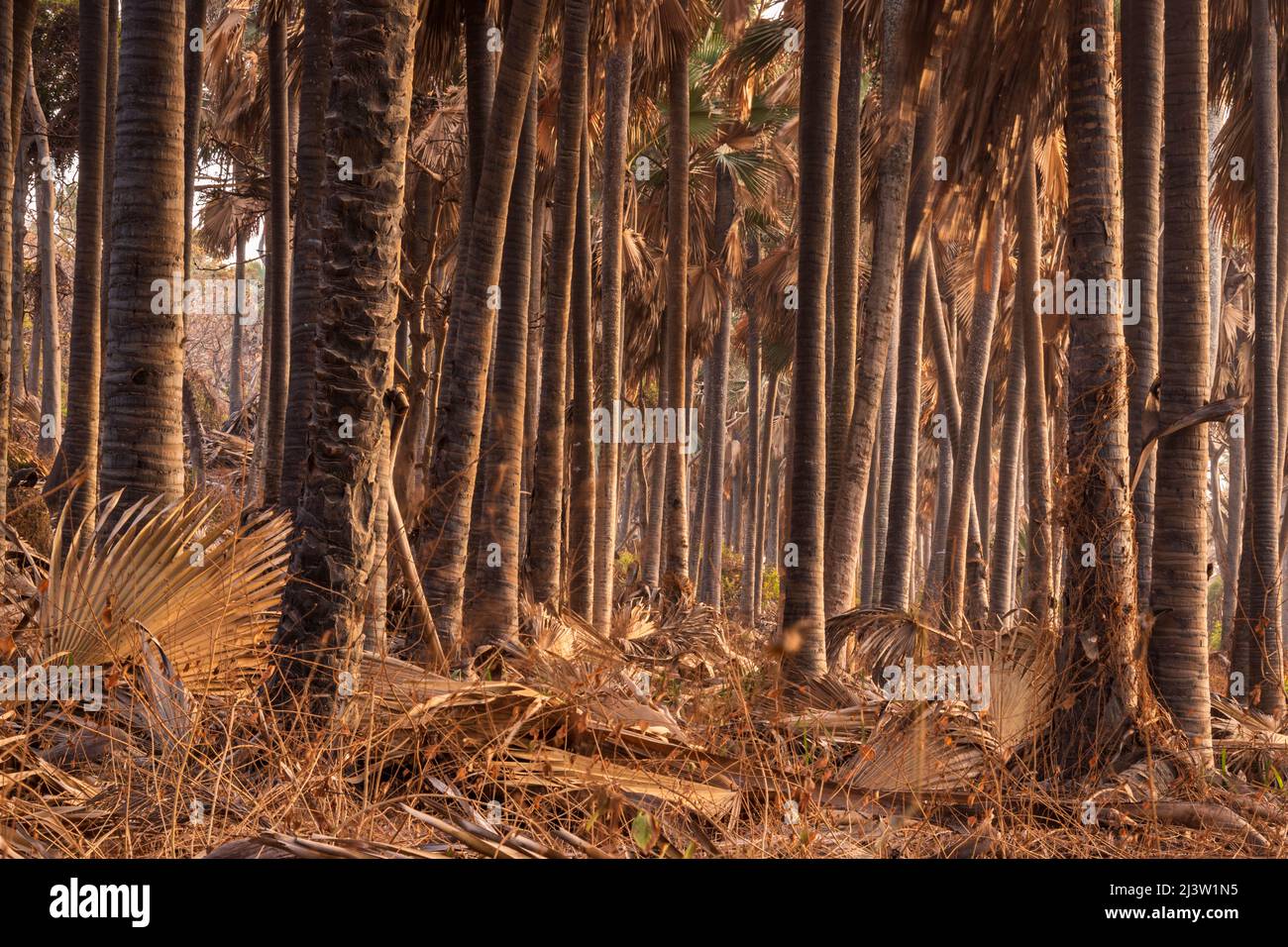 Der schöne Bijilo Wald und Affenpark am Abend Golden Hour, Serrekunda an der Küste von Gambia, Westafrika Stockfoto