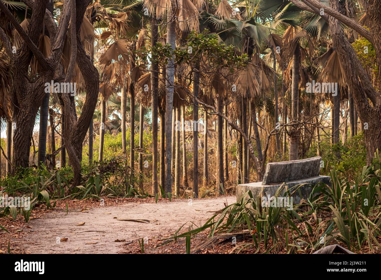 Der schöne Bijilo Wald und Affenpark am Abend Golden Hour, Serrekunda an der Küste von Gambia, Westafrika Stockfoto