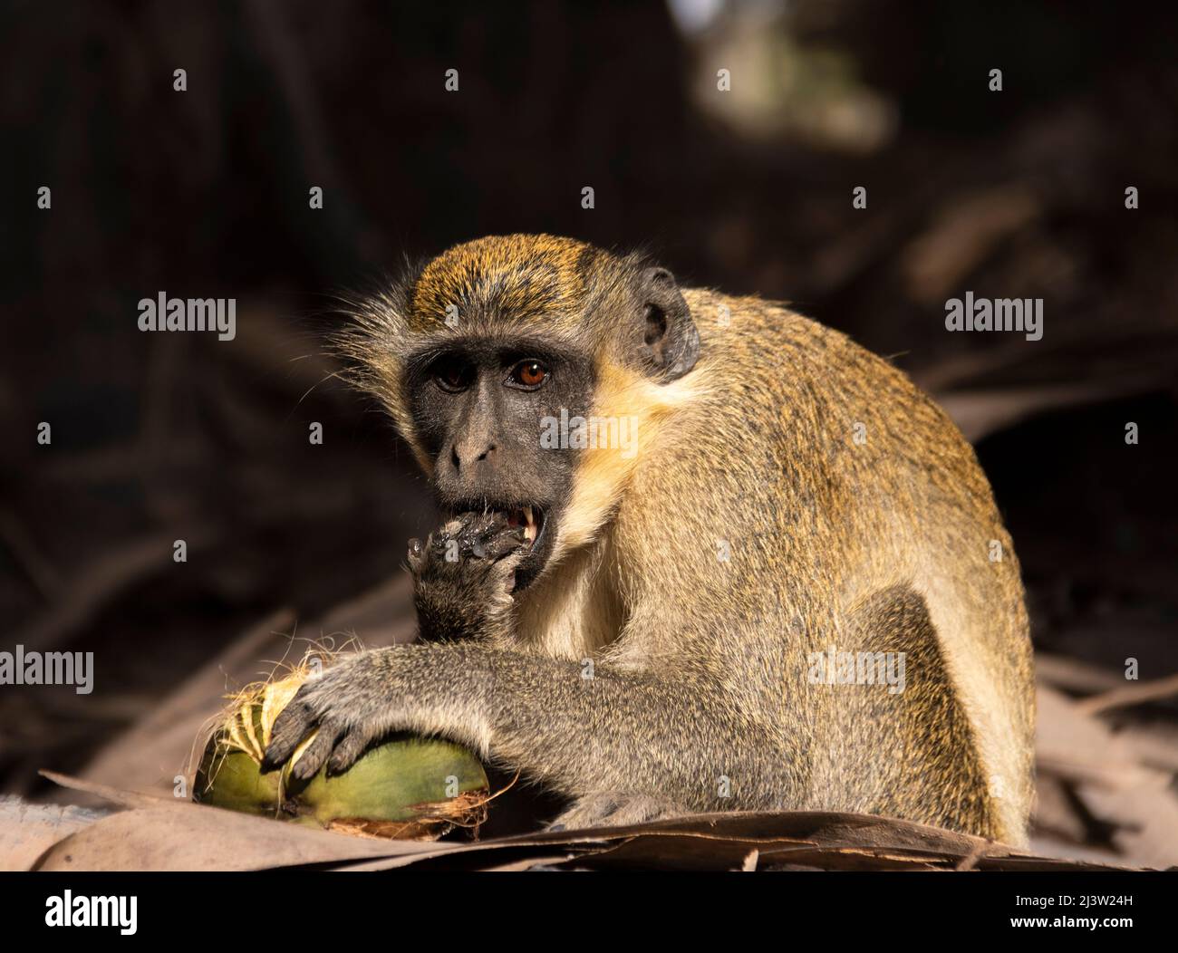 Grüner Affe bei einem leckeren Kokosnussfrühstück im Bijilo Wald und im Affenpark in Serrekunda in Gambia, Westafrika Stockfoto