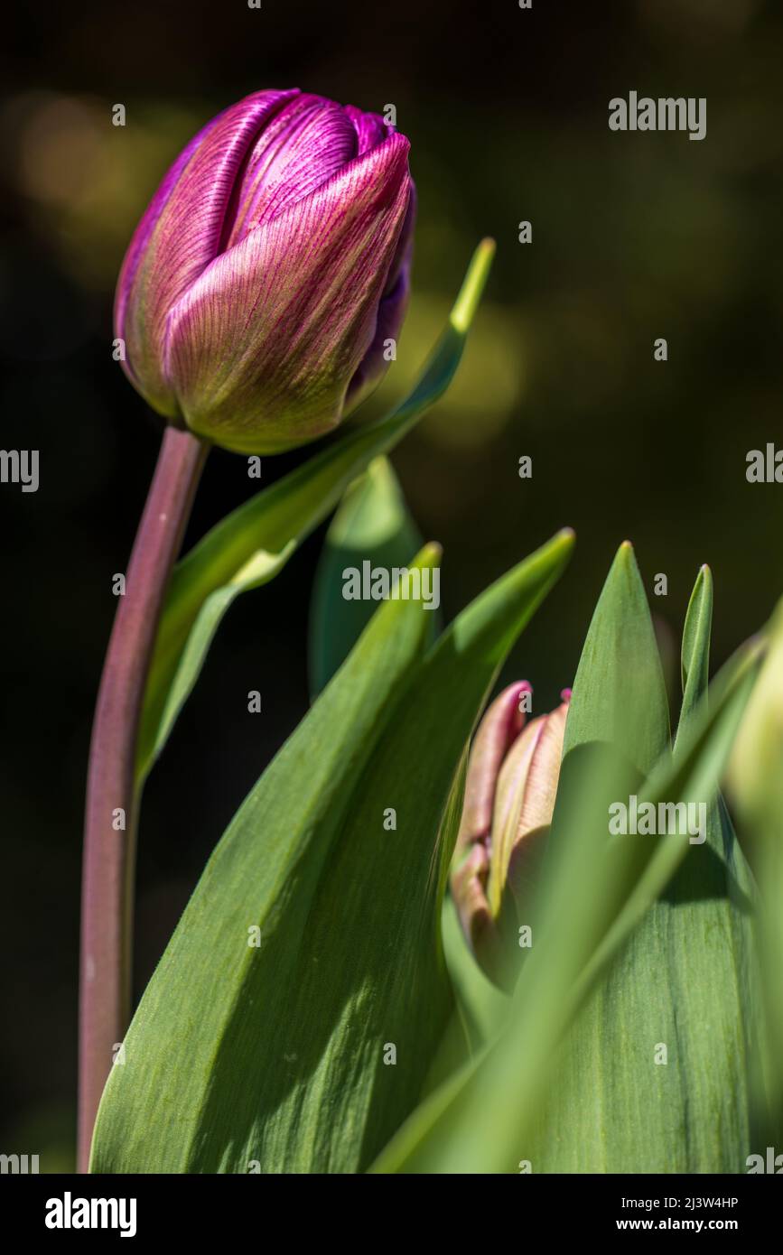 Tulip 'Blue Diamond' Tulipa Stockfoto