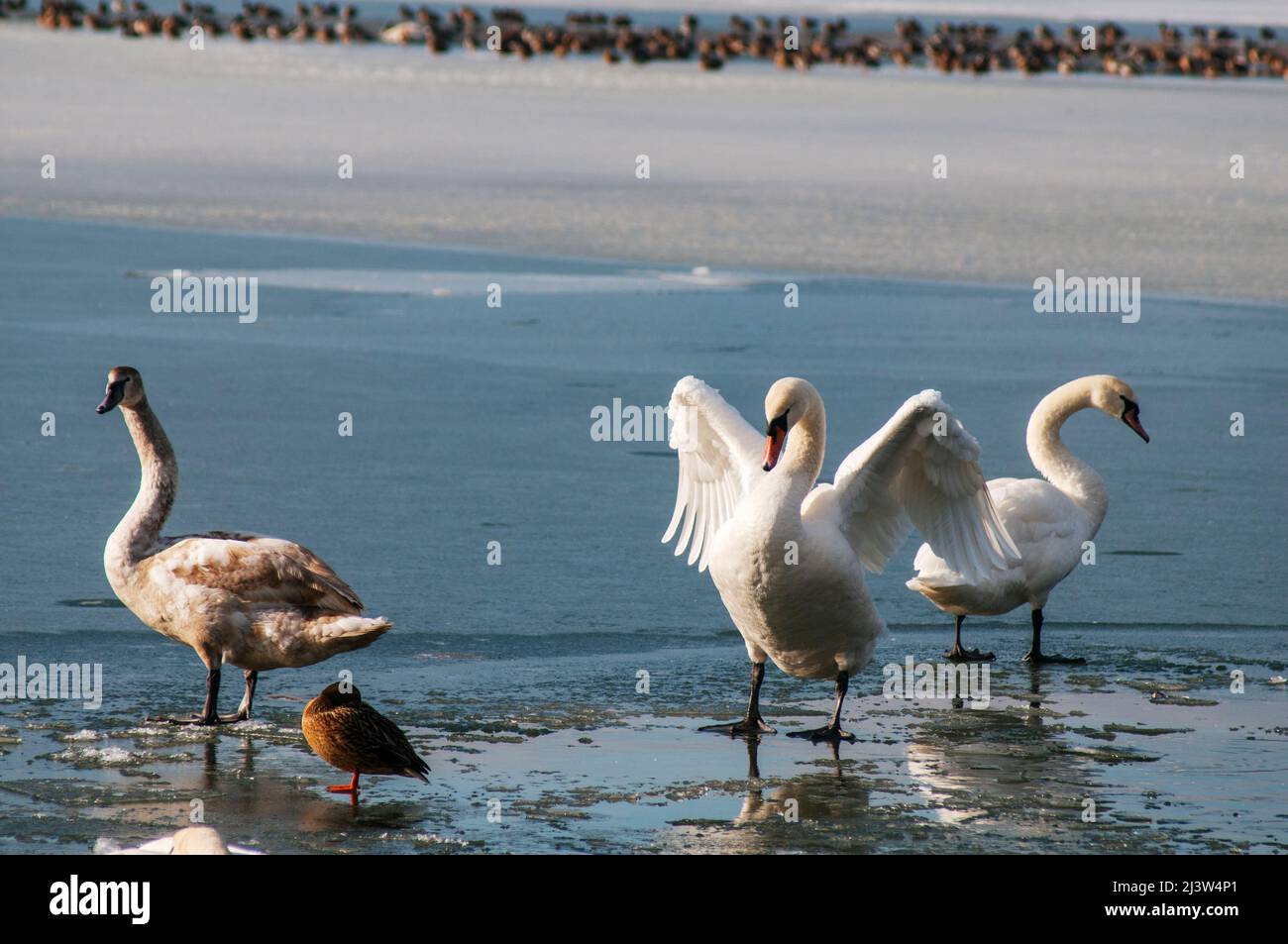 Der Schwan breitet seine Flügel am Ufer des Sees unter der hellen Sonne aus Stockfoto