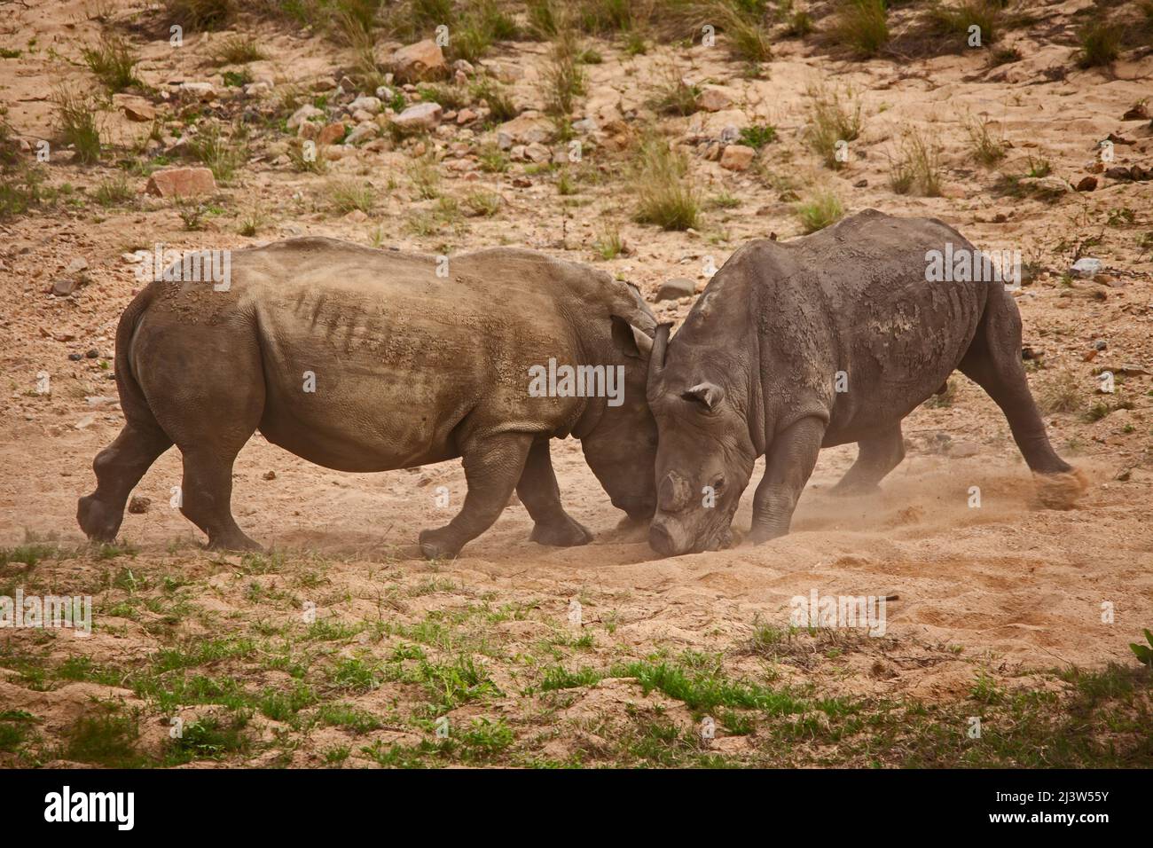 Enthornte weiße Rhino Ceratotherium simum im Kampf 14804 Stockfoto