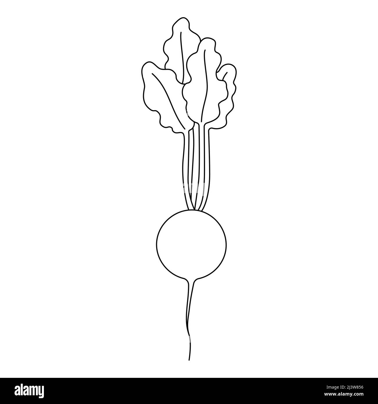 Schwarz-Weiß-Cartoon-Vektor-Illustration von Rettich für Malbuch. Reifes frisches Gemüse zum Kochen, Quelle von Vitaminen Stock Vektor