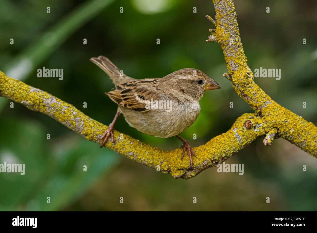 Weiblicher Haussparrow (Passer domesticus), fotografiert im Winter Februar in Israel Stockfoto