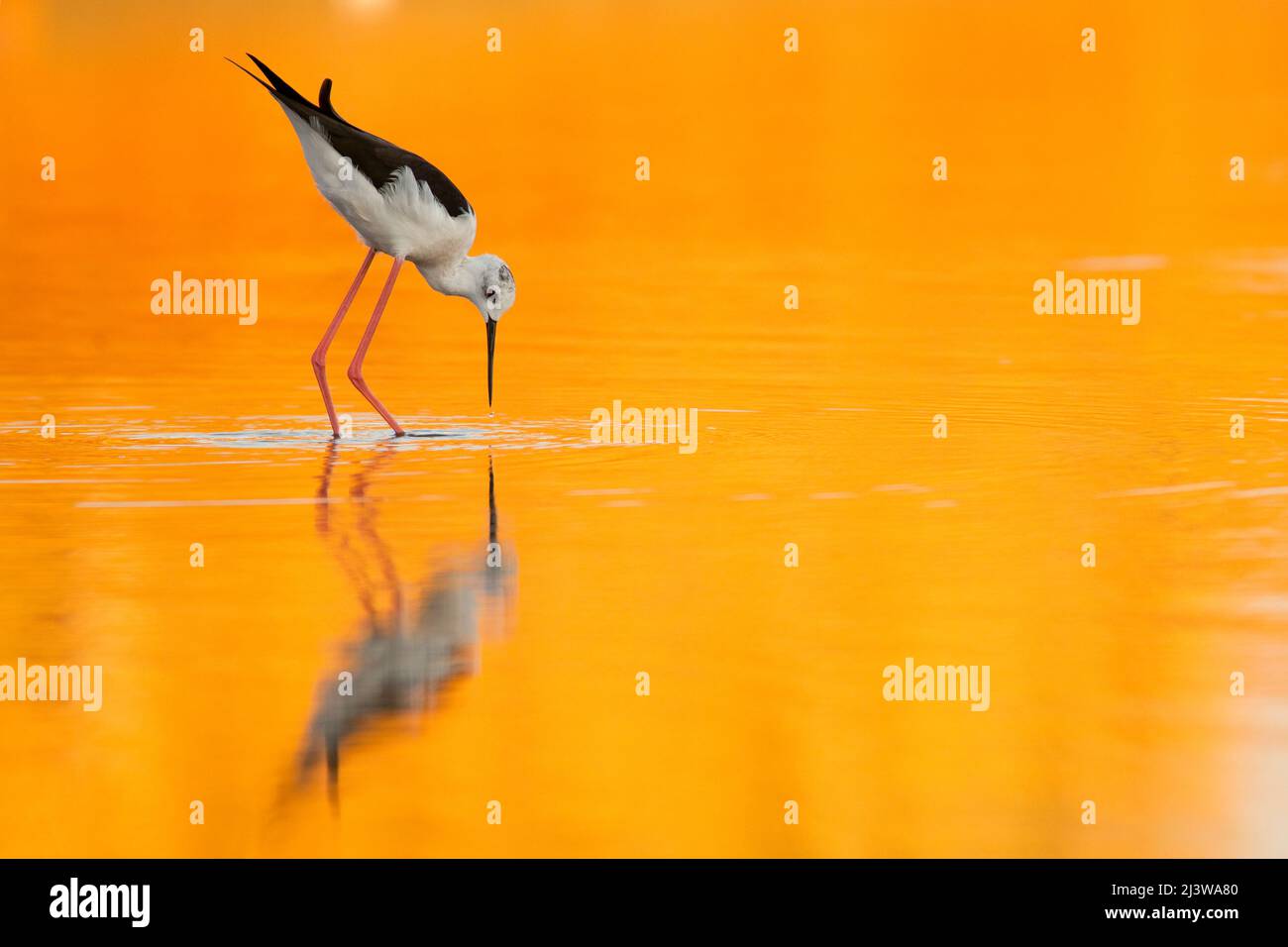 Männliche Schwarzflügelflügelige (Himantopus himantopus), die im Wasser watet ein orangefarbener Sonnenuntergang färbt das Wasser und die Spiegelung der Vögel. Fotografiert in Israel in Stockfoto