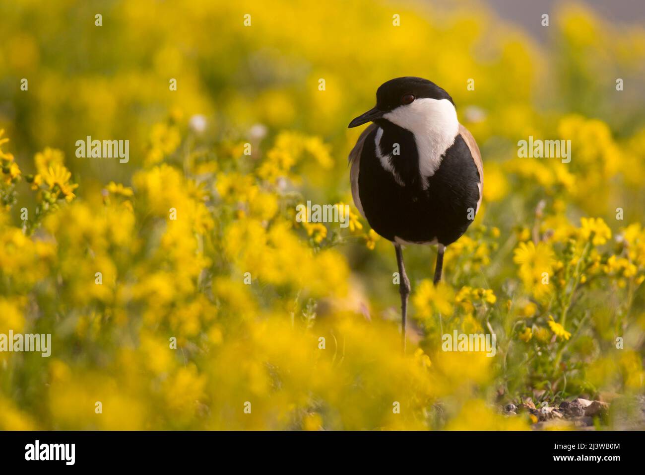 Spornflügeliger Kiebitz (Vanellus spinosus), der in einem Frühlingsfeld steht. Fotografiert im Februar in Israel Stockfoto