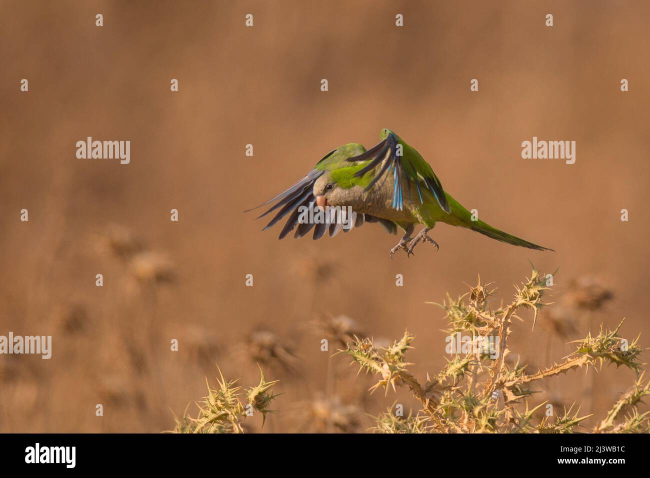 Eine wilde Population von Mönchssittich, auch bekannt als Quaker Papagei, (Myiopsitta monachus) ursprünglich aus Südamerika, sind diese Vögel aus Südamerika geflohen Stockfoto