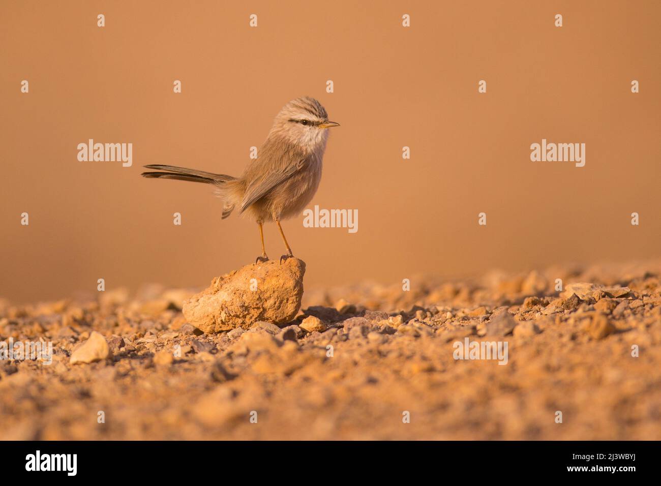 Gestreifte Scheuersänger (Scotocerca inquieta), auf der Suche nach Nahrung, aufgenommen in Israel im November Stockfoto
