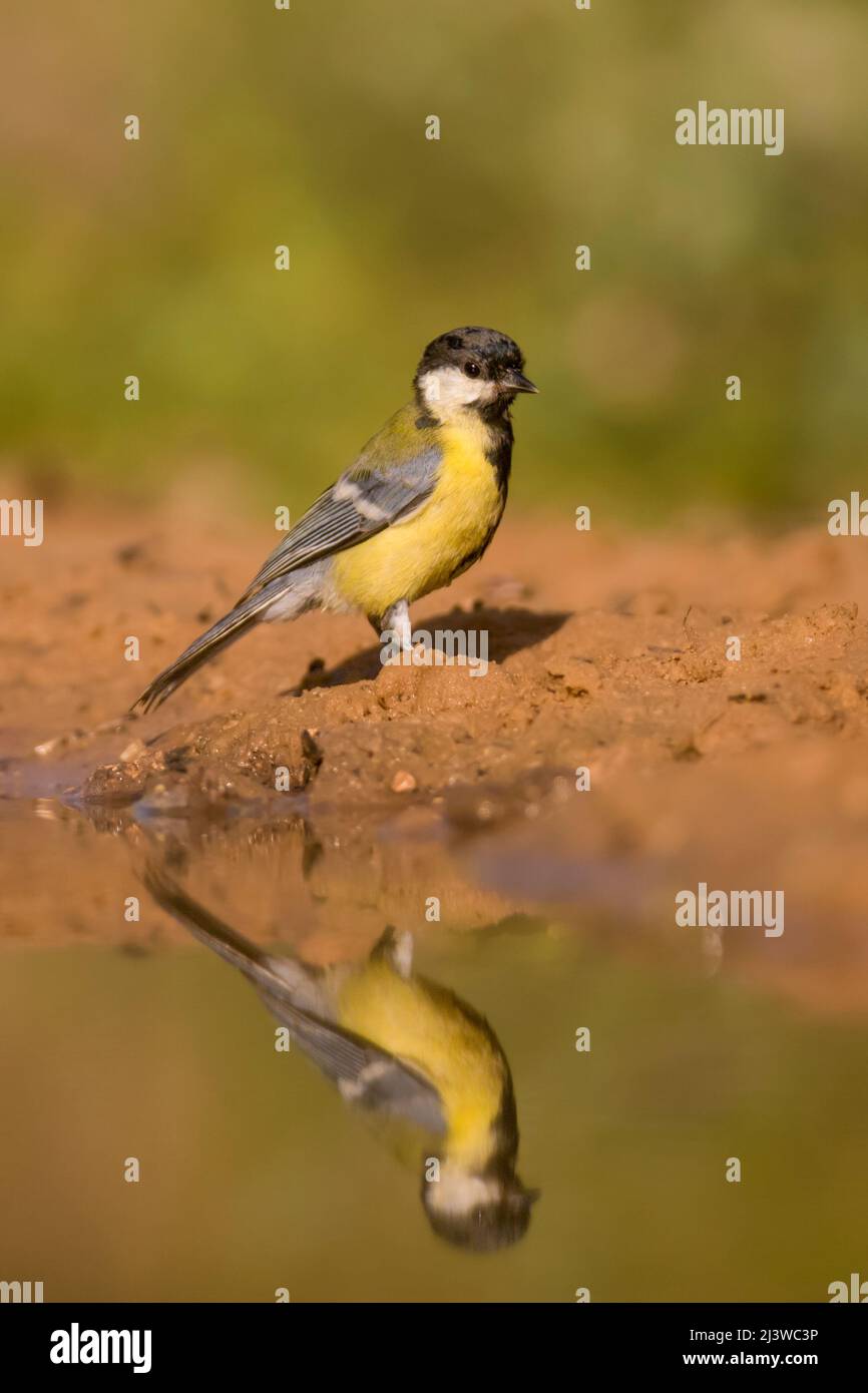 Juvenile westliche gelbe Bachstelze (Motacilla flava) mit einer Spiegelung im Wasser, aufgenommen in Israel im Mai Stockfoto