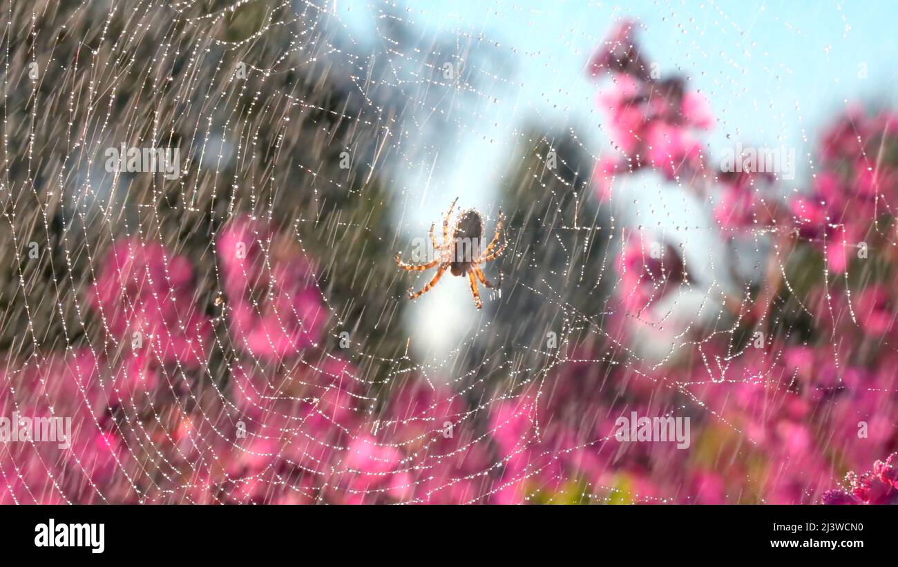 Schöne Spinne im Netz im Sommerregen. Kreativ. Spinne im Netz auf blühender Sommerwiese bei Regen. Sommerregen auf Wiese mit Spinne und Blumen Stockfoto