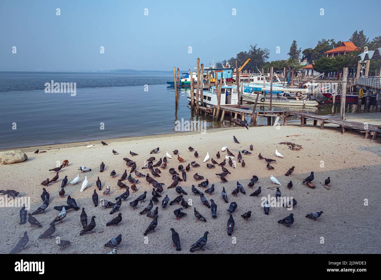 Taubenschwarm am Strand mit Bootssteg im Hintergrund bei Lumut, einer Küstenstadt in Perak, Malaysia. Stockfoto