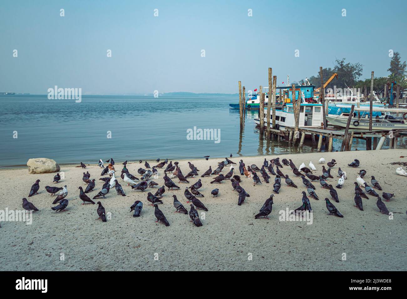 Taubenschwarm am Strand mit Bootssteg im Hintergrund bei Lumut, einer Küstenstadt in Perak, Malaysia. Stockfoto