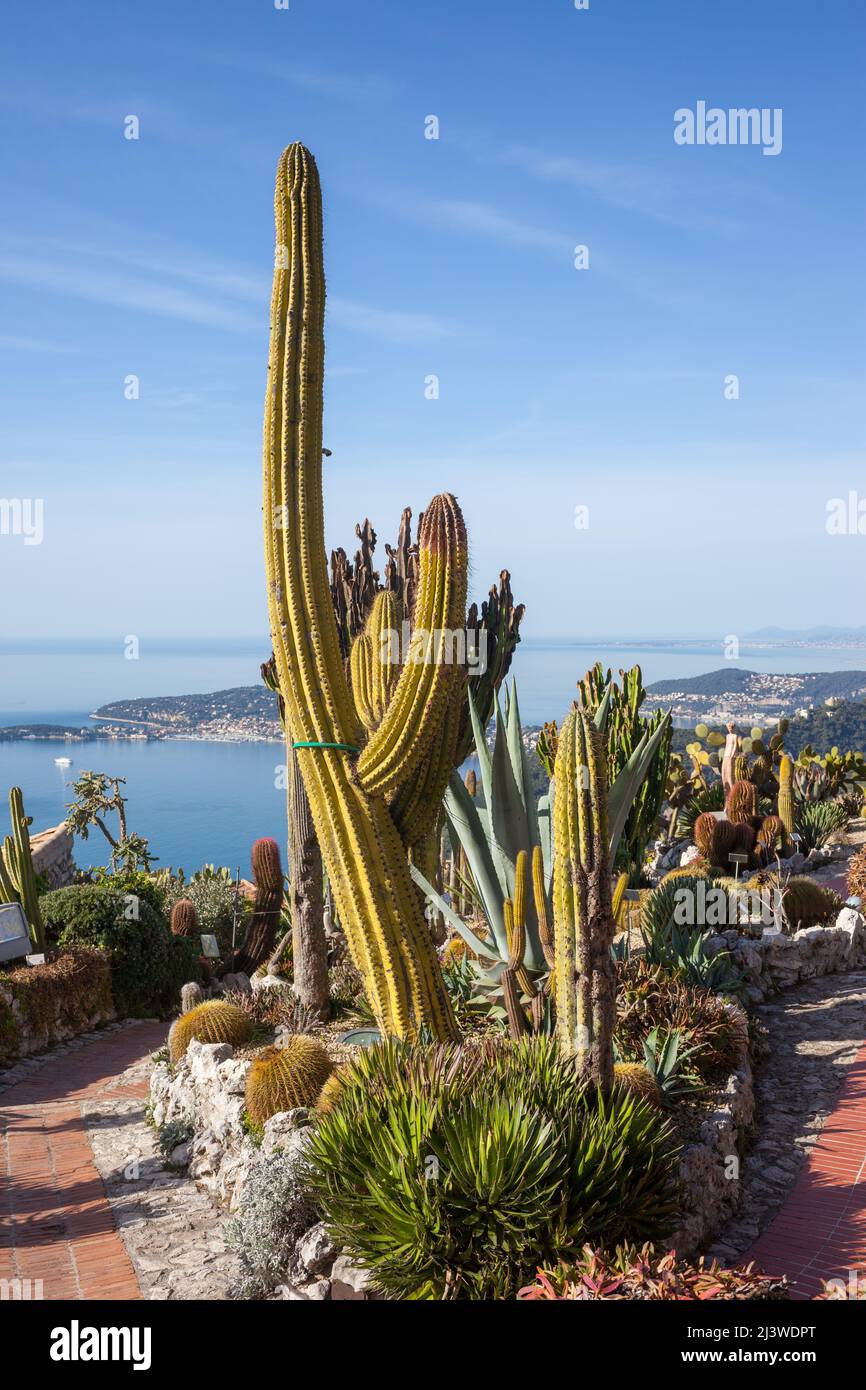 Der exotische Garten von Eze, Botanischer Garten (Jardin Exotique) in Eze Village, Frankreich. Stockfoto