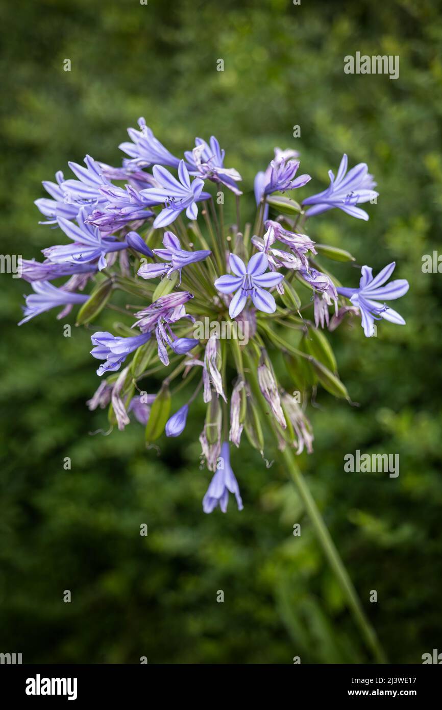 Agapanthus praecox Blume, blaue Lilie oder afrikanische Lilie, Pflanze in der Familie: Amaryllidaceae, Region: Südafrika. Stockfoto