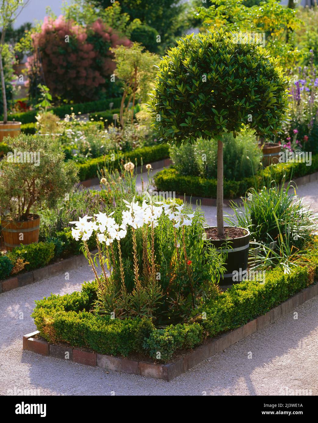 Weiße Lilie (Lilium candidum) und immergrüner Lorbeerbaum (Laurus nobilis). Bastegarten, Willibaldsburg, Eichstätt. Stockfoto