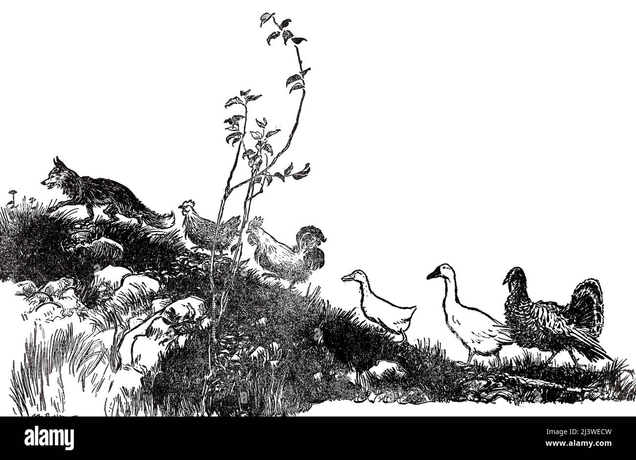 Henny-Penny The Sky is Falling Down aus dem Buch „English Fairy Tales“, erzählt von Flora Annie Steel, Webster, illustriert von Arthur Rackham, Publisher New York, The Macmillan Company 1918 Stockfoto