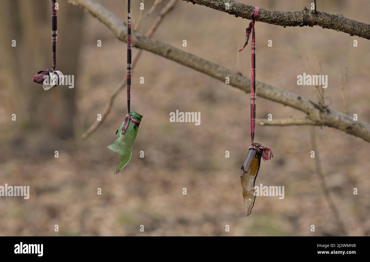 Zerbrochene Flaschen hängen an einem Baum im Wald, Schießstand für Luftgewehrwaffen im Freien Stockfoto