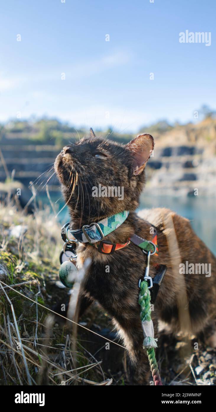 Wanderkatze in freier Wildbahn Stockfoto