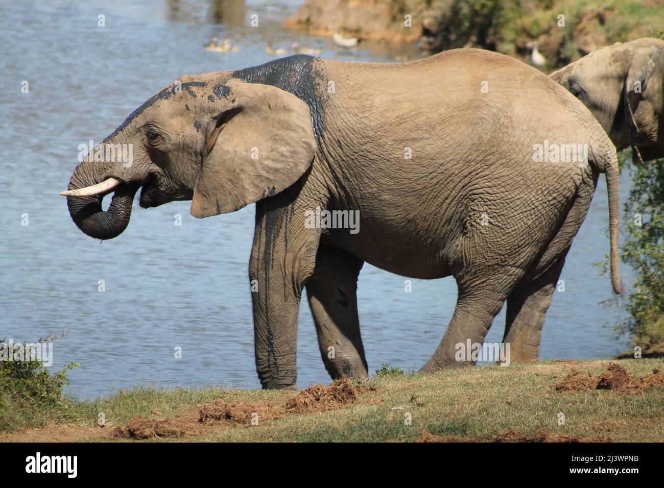 Baby Elephant trinkt auf einem Wasserloch im Eddo Elephant Nationalpark in Südafrika Stockfoto