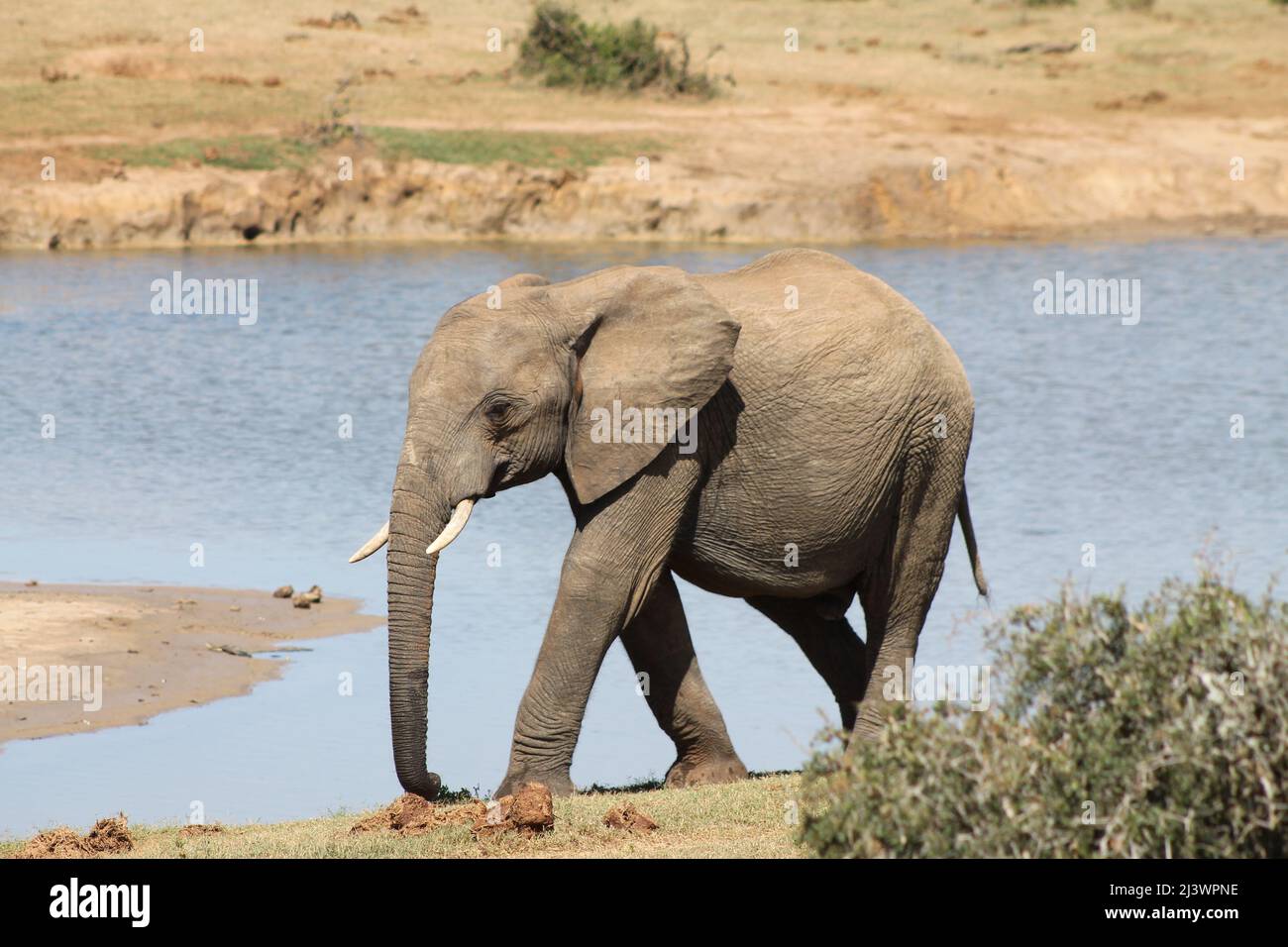 Baby Elephant auf einem Wasserloch im Eddo Elephant Nationalpark in Südafrika Stockfoto