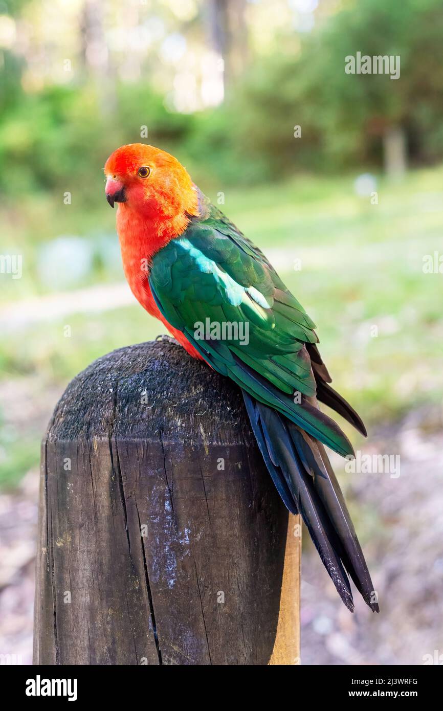 Nahaufnahme Porträt des australischen Königs Papagei im Freien aufgenommen. Tierwelt, Vögel in Australien. Stockfoto