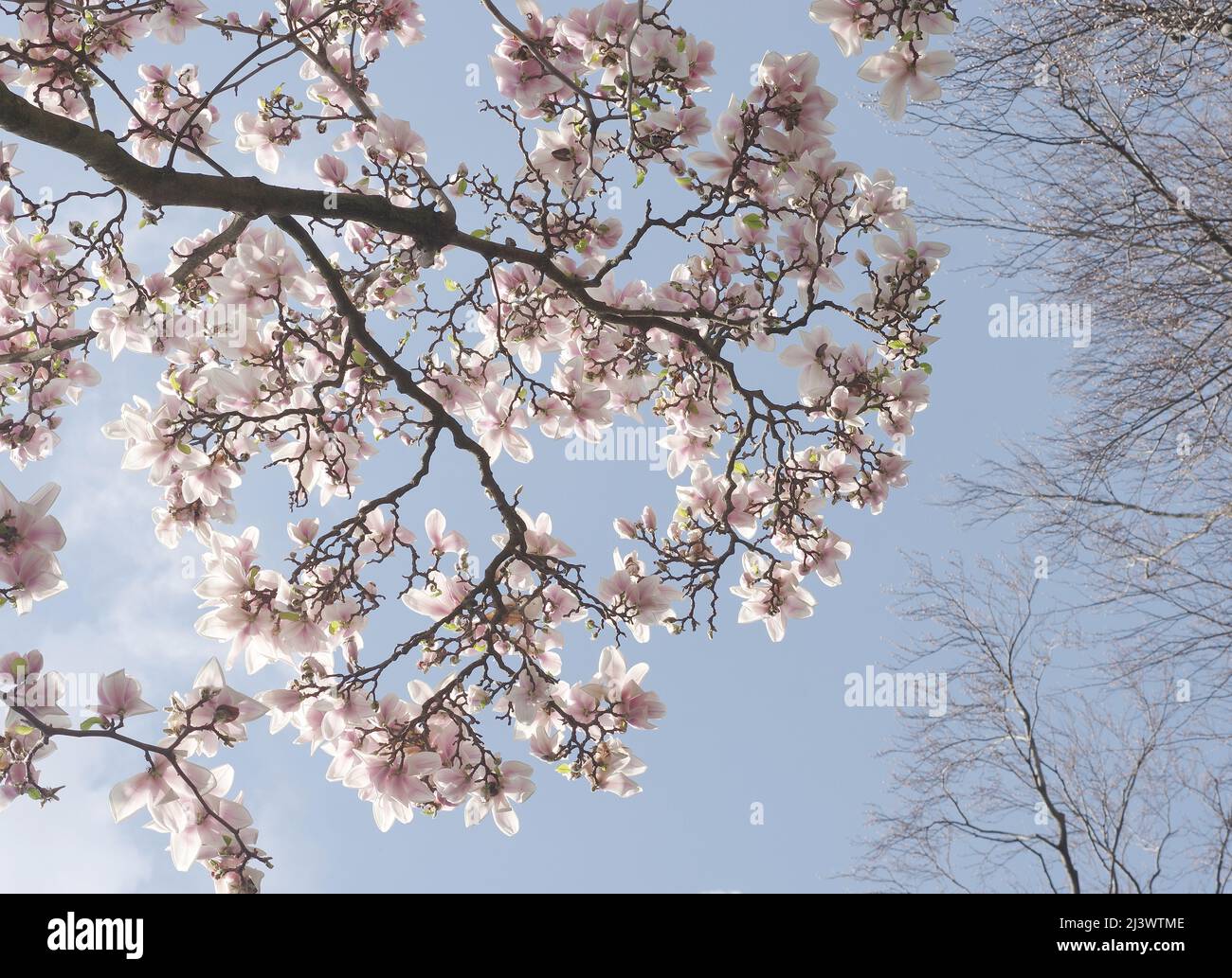 Blühender Magnolienbaum von unten betrachtet Stockfoto