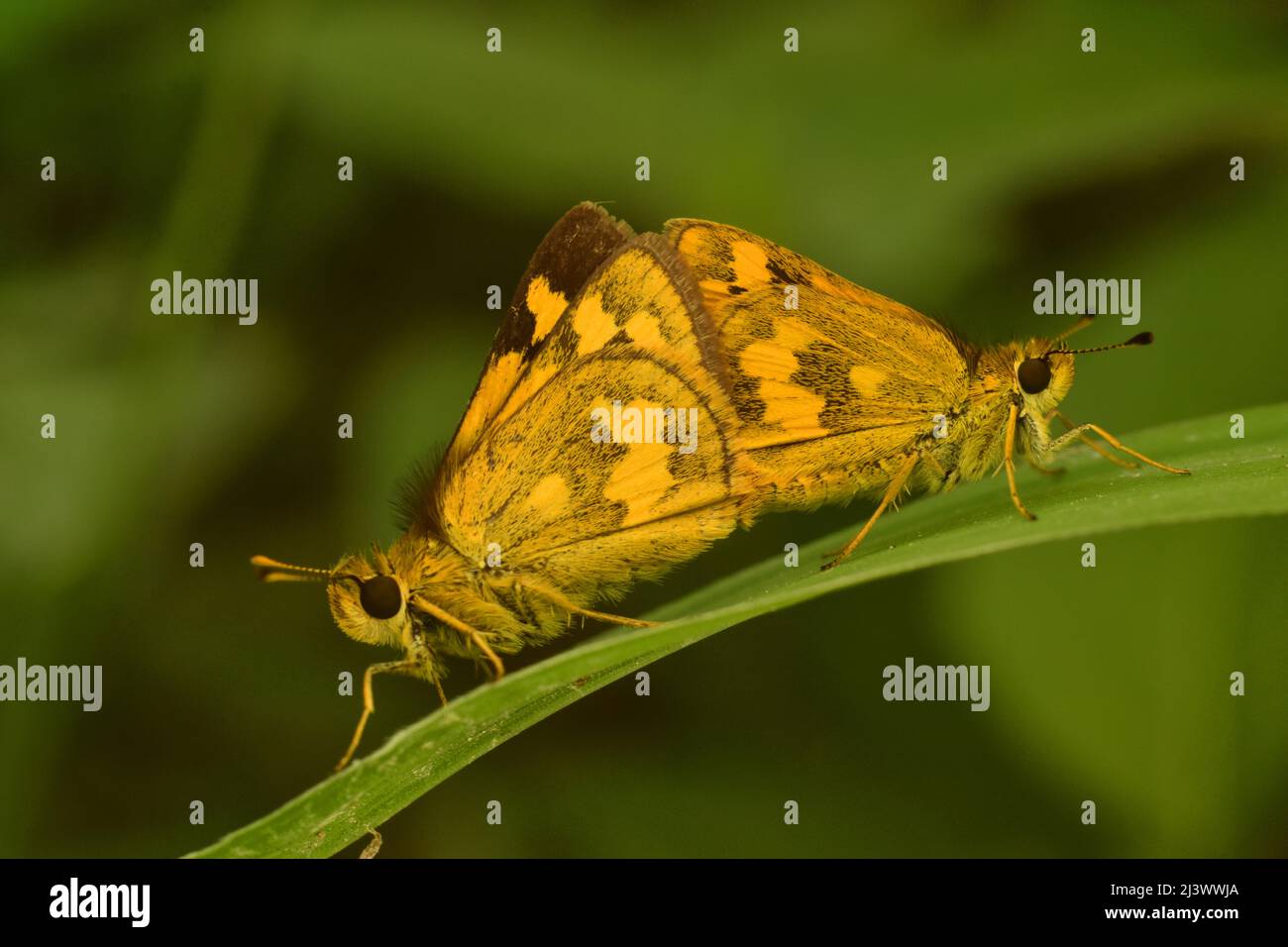 Ein Paar Yellow Dart Grass Skipper, der sich auf Gras paart. Stockfoto