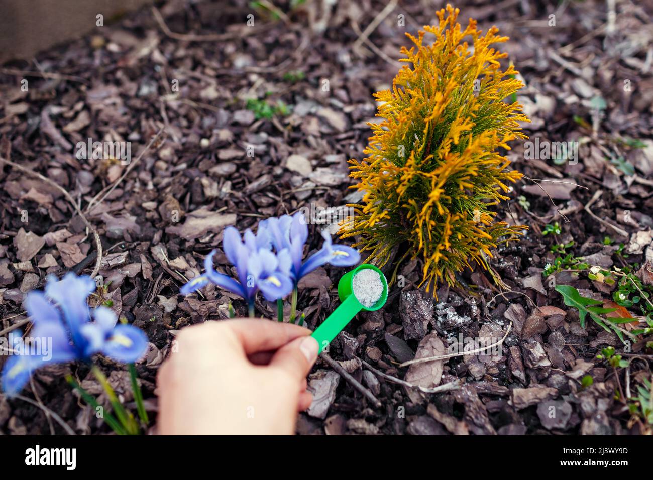 Gärtner düngt junge Arborvitae im Frühlingsgarten. Nahaufnahme des