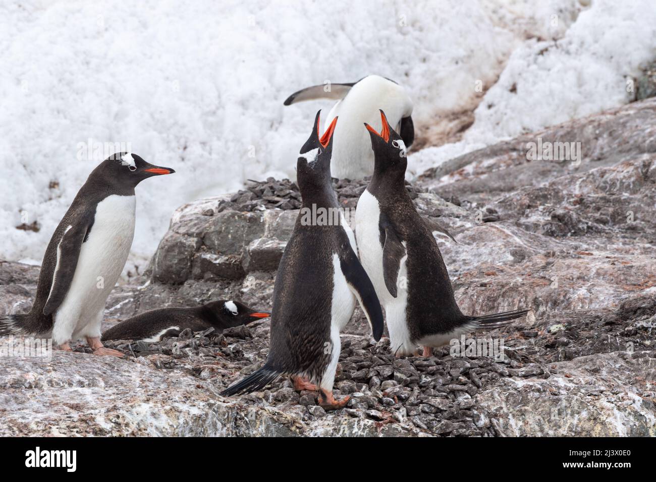 Gentoo-Pinguine um ein Steinnest herum, einer ruht auf dem Boden. Zwei Pinguine machen einen Ruf. Antarktis Stockfoto