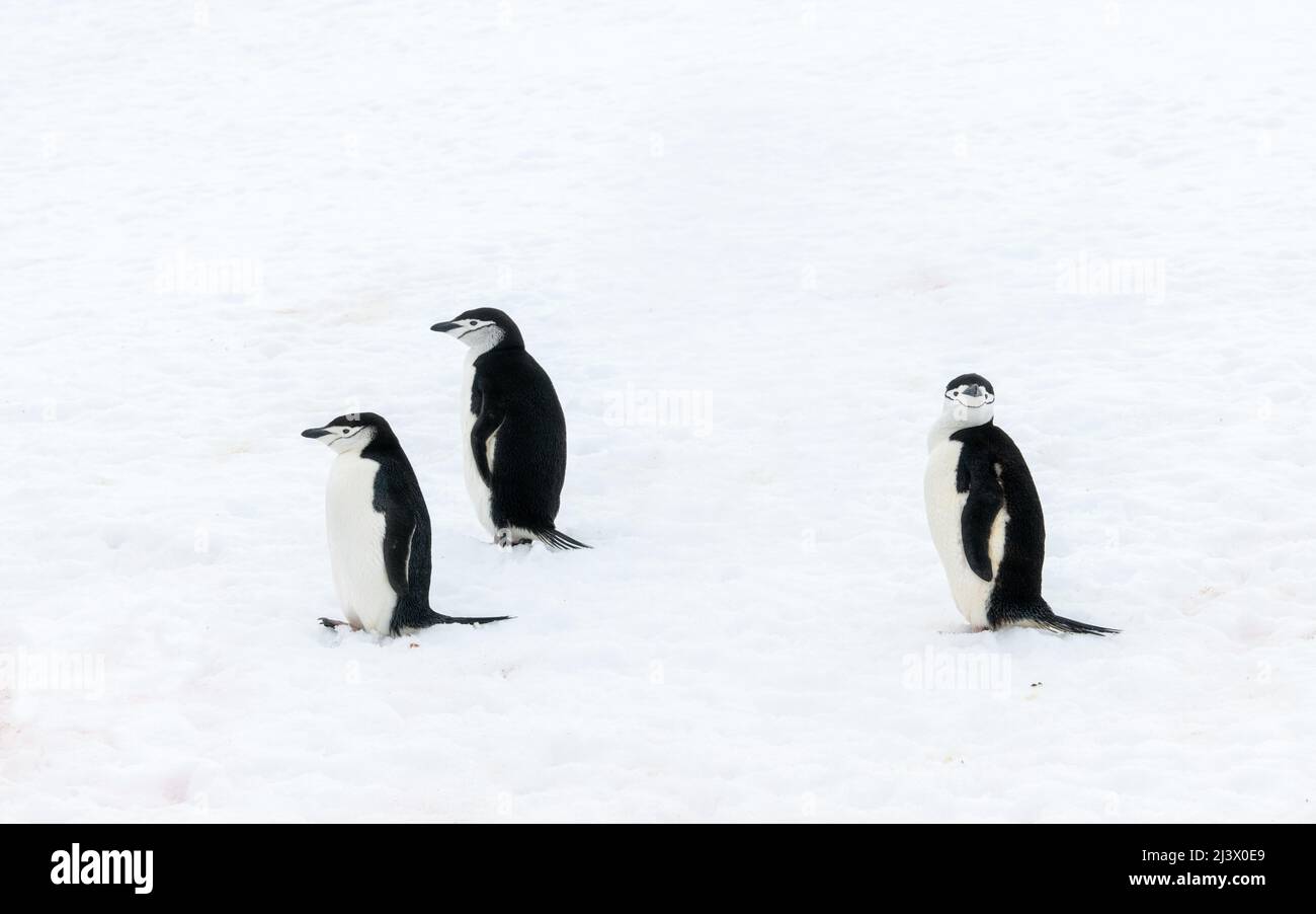 Drei Chinstrap-Pinguine. Zwei blicken nach links, während einer auf die Kamera schaut Stockfoto