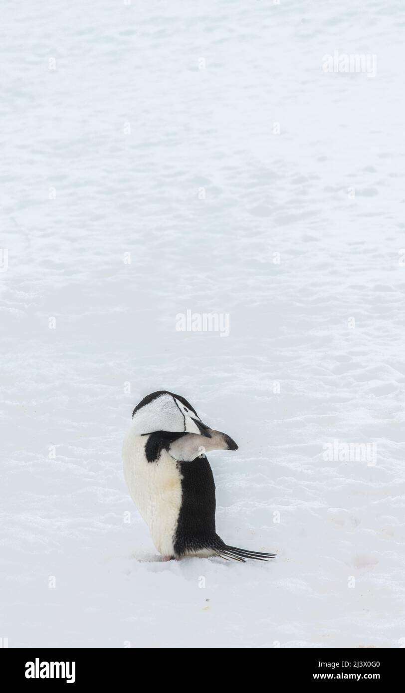 Kinnriemen Penguin Preening, Antarktis Stockfoto